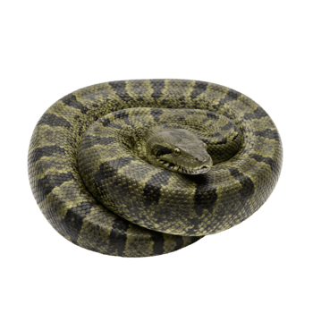 enrolado verde Pitão com impressionante padrões png