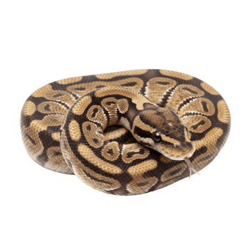 colorida bola Pitão enrolado com natural padrões png