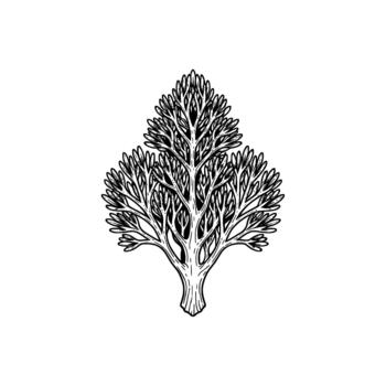 detallado mano dibujado bosquejo de un estilizado caduco árbol con intrincado derivación patrones y texturizado hojas aislado vector