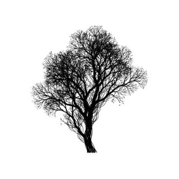 Intricate ink drawing of a bare deciduous tree with delicate branches and fine twig details vector