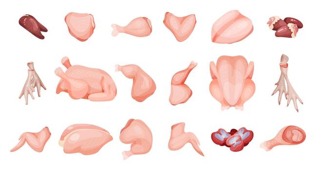Chicken Meat with Different Parts of Whole Carcass and Separated Set vector