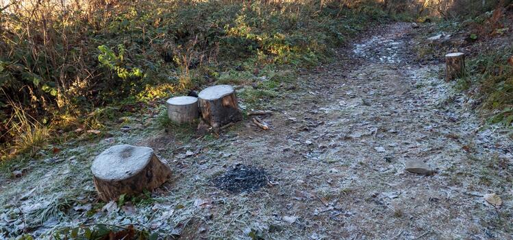 un camino con algunos registros y arboles en eso foto