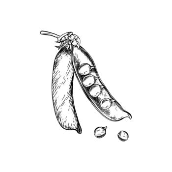 A composition of two closed and open pea pods with several round peas inside and two loose peas beside it. A detailed hand drawn illustration. Painted by black inks. Botanical style sketch. vector