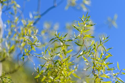 Lush, Vibrant Green Leaves Flourishing Beautifully Against the Bright Blue Sky On a Clear, Sunny Day photo