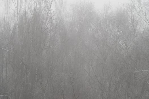 Dense fog conceals deeper birch layers and softens perspective, muted tones and diffused light create cinematic, mysterious atmosphere inviting exploration and reflection photo