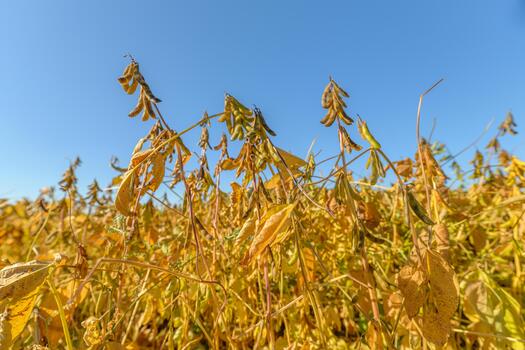 Lowangle soy canopy under clear sky, repetitive pod clusters and textured leaves create rhythmic patterns, ideal for aerial scouting, remote sensing and precision planning photo