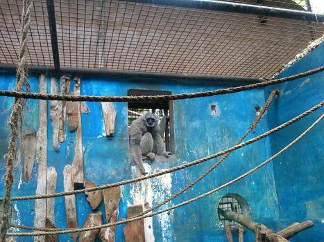A gibbon sitting inside a zoo enclosure with blue painted walls and climbing ropes. The primate appears calm while resting in its habitat, surrounded by ropes and wooden structures photo