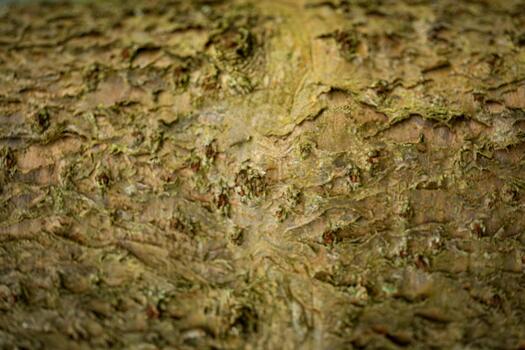 Close-up view of rough tree bark displaying intricate textures photo