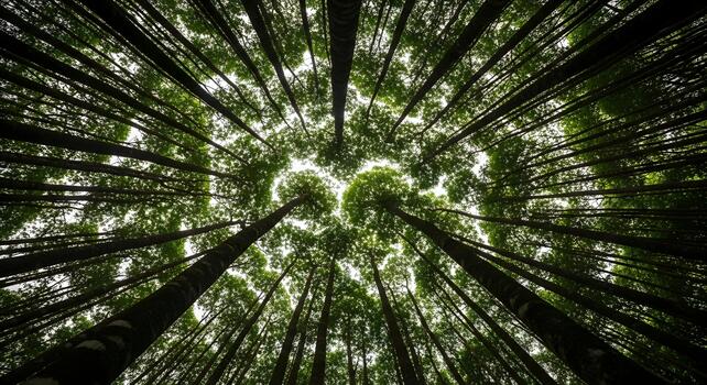 Looking up through the canopy of tall, green trees in a dense forest, creating a natural ceiling of branches against the sky photo