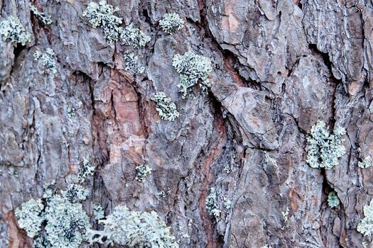 A fragment of the bark of a tree with selective focus Background and texture photo