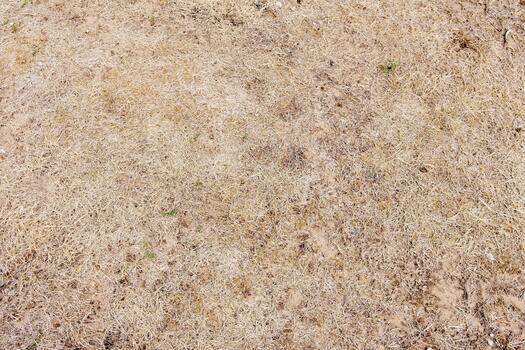 fragment of a forest path in a coniferous, mixed forest photo