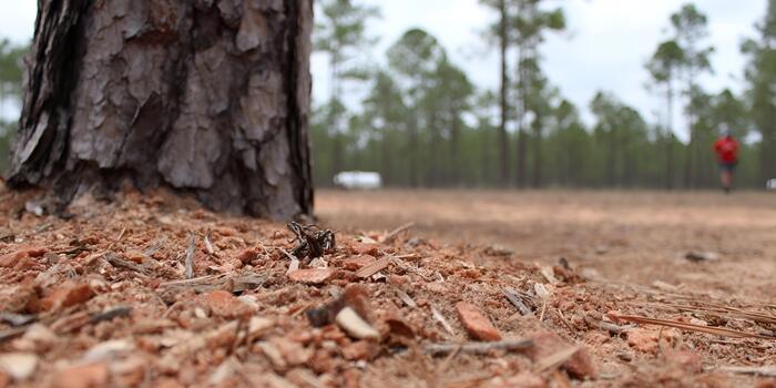 A low angle view of pine tree bark and reddish forest floor with a person and vehicle in the blurry background photo
