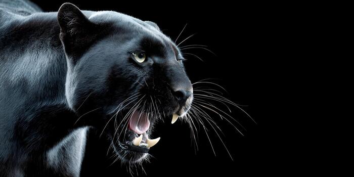 A powerful black panther snarls with its mouth open revealing sharp fangs against a dark background photo