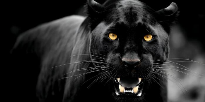 A powerful black panther with piercing yellow eyes stares intently while snarling and showing its sharp fangs photo