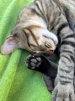 de cerca de un dormido a rayas gato descansando en un suave verde toalla en luz foto