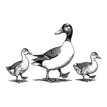 Mother Duck Walking in a Row with Ducklings Black and White Outline Line Art Drawing vector