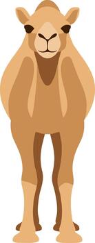 Stylized dromedary camel illustration standing and facing forward on a white background. vector