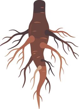illustration of a single ginseng root isolated on a white background. vector