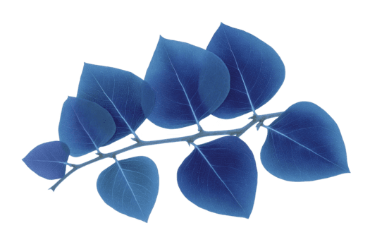 Blau Blatt Zweig, isoliert auf transparent Hintergrund, Eigenschaften Herz geformt Blätter mit sichtbar Venen, Erstellen Ruhe und modern botanisch Design zum kreativ Projekte png