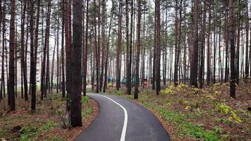 un' pavimentata sentiero attraverso un' foresta con alberi video