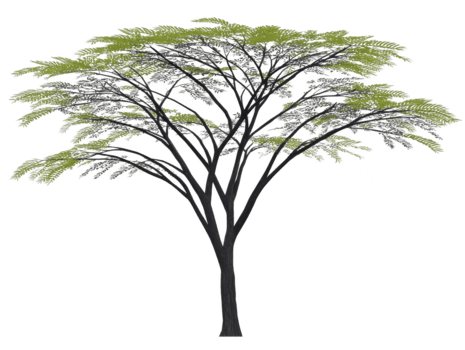 acacia arbre avec délicat vert feuilles, grand mince tronc, diffusion branches, isolé sur transparent arrière-plan, adapté pour aménagement paysager, nature, et botanique conception projets png