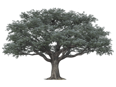 grand chêne arbre avec large diffusion branches, dense vert feuillage, et texturé aboyer, isolé sur transparence arrière-plan, symbolisant force et tranquillité dans la nature png