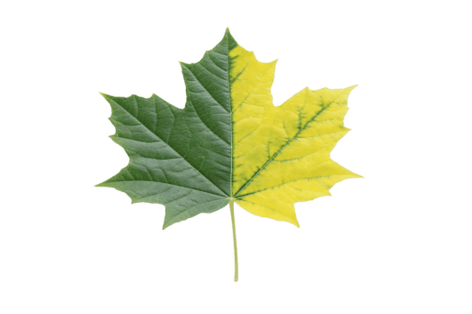 verde e amarelo bordo folha isolado em transparência fundo, mostrando transição do cor dentro outono, detalhado textura, natural padrão, sazonal mudar, botânico elemento, vibrante e fresco png