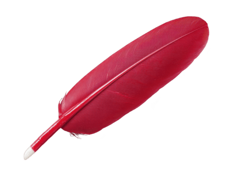 Red feather isolated closeup soft texture single object vibrant color natural detail lightweight macro elegant delicate on transparency background png