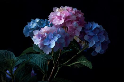 Colorful Hydrangeas in Soft Lighting Create a Serene Floral Display in a Dark Background. photo