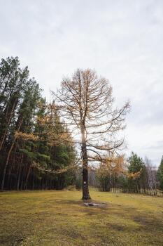 Solitary tree against muted sky backdrop, Tree standing alone with rugged trunk and leafless branches, Standout solitary tree contrasting with surrounding greenery and subtle horizon line photo