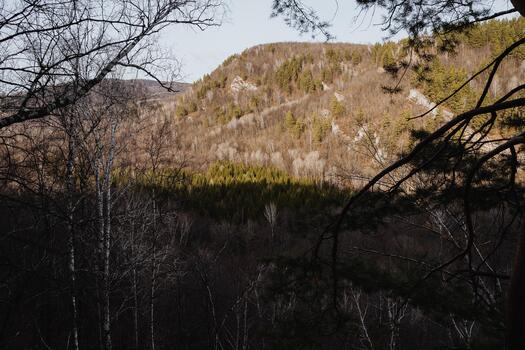 Sunlit ridge framed by pine branch silhouettes and shadowed foreground, layered midground of mixed forest, warm light on rock face, intimate viewpoint creating contrast between shade photo