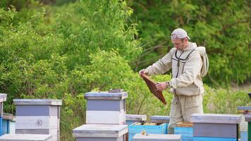 apiarist i särskild enhetlig arbetssätt på de bigård. man vändning i hans händer en brun ram till kolla upp den upp. grön natur bakgrund och bin flygande runt om. video