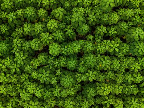 Vibrant green foliage creates a lush canopy in a dense forest during a warm afternoon, inviting exploration and tranquility in nature photo