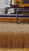 Combine harvester in action on wheat field. Process of gathering ripe crop from the field. Selective focus from the side. Vertical video