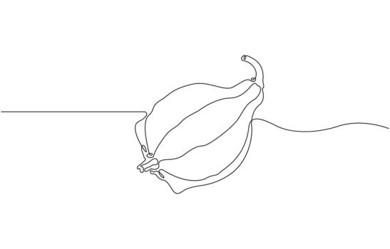 Continuous one line drawing of a Gourd minimalist single line vegetable art vector