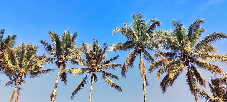 Summer vibes with lush green coconut palm leaves swaying in the warm breeze photo