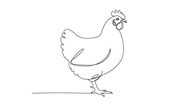 Continuous line drawing of a chicken, a minimalist and elegant single line art illustration of a bird with a white background vector