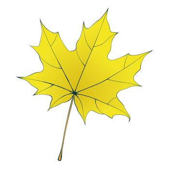 Yellow autumn maple leaf colored sketch isolated on transparent background. Flat and line style illustration. vector