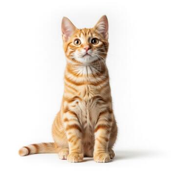 Adorable ginger tabby kitten looking up curiously on a white background photo