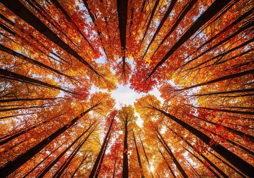 Immersive view looking up at a dense autumn forest with colorful foliage photo