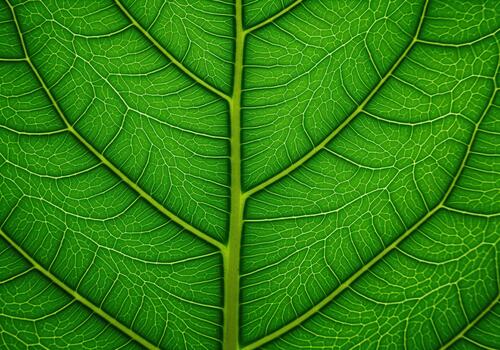 Extreme macro view of vibrant green leaf veins and cellular structure photo