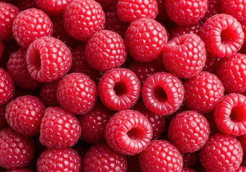 Fresh ripe red raspberries filling frame extreme close up view photo
