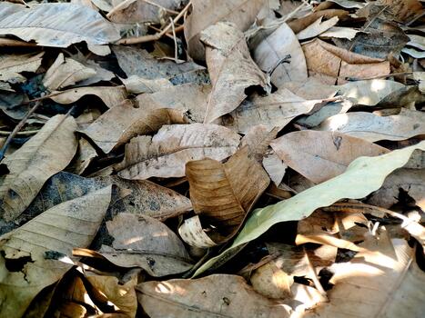 An earth-toned array of fallen leaves creates a textured pattern on the forest floor autumn day. photo