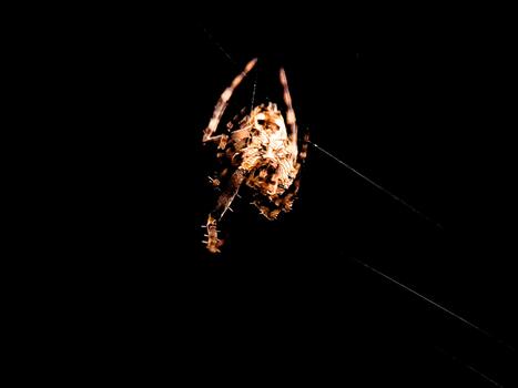 Spider hanging upside down in its web at night with a dark and foreboding aesthetic photo