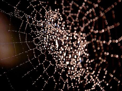 Dew-kissed web glistens at night, a delicate tracery sparkling with moisture in subtle light. photo