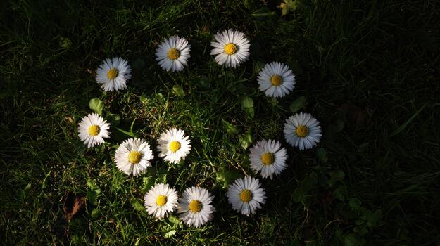 White Daisy Flowers Arranged in a Circle on Green Grass Field, meadow photo