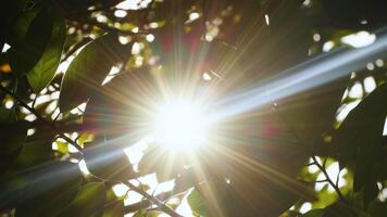 Sunlight shining through green leaves in peaceful natural setting, creating a warm and tranquil atmosphere in the early morning or late afternoon, bokeh nature tree blur with sunlight shining video