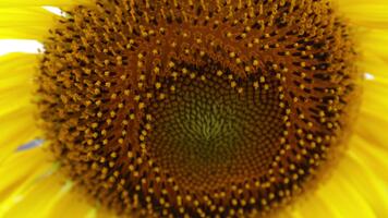 Close-up sunflower showing vivid details of florets and natural patterns. Bright, sharp, and ideal for backgrounds, art projects, and inspirational designs video
