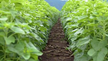 rader av ung solros växter växande i en fält, med en väg mellan de rader och bergen i de bakgrund video