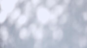 soft white wall background with natural leaf shadow bokeh and gentle sunlight, creating a calm and airy atmosphere for use as a nature inspired backdrop video